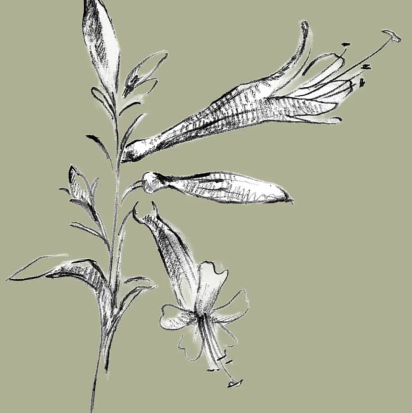 Cali Native Plants Guide