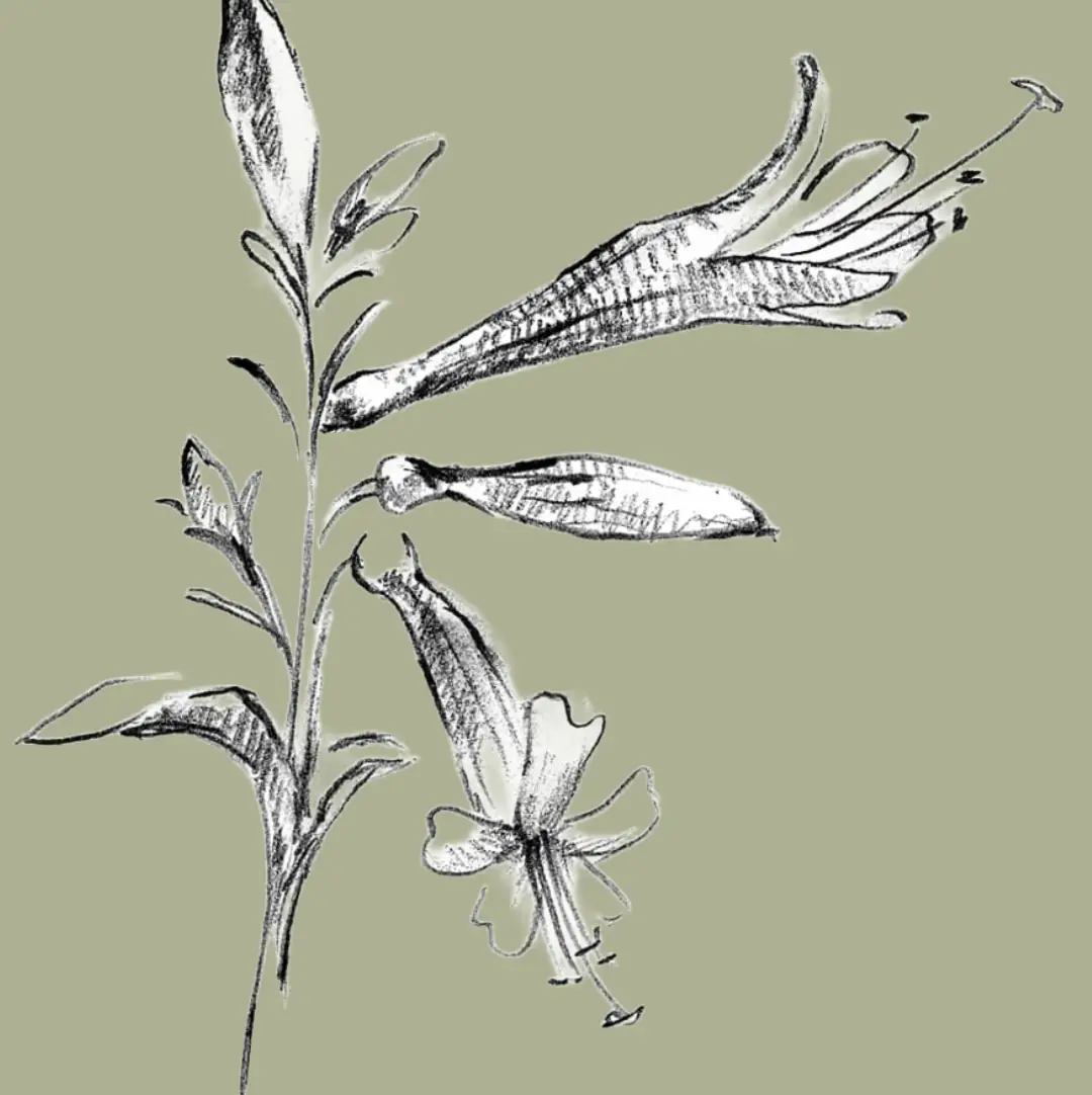 Cali Native Plants Guide 1